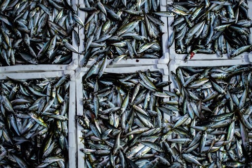 Trung Quốc phát hiện COVID-19 trên bao bì cá đông lạnh nhập khẩu. Ảnh: AFP