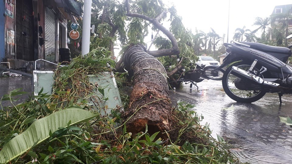 Bão số 5 khiến 1 người chết, 23 người bị thương, nhiều cây xanh bị gãy đổ tại Thừa Thiên Huế. Ảnh: Phúc Đạt