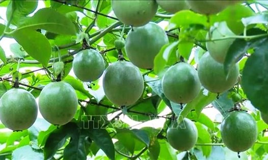 Chanh leo, một trong những loại trái cây có giá trị xuất khẩu tại Sơn La. Ảnh: TTXVN