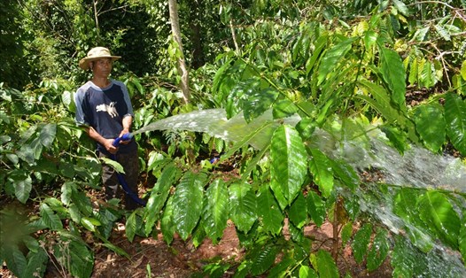 Người dân huyện Krông Pắk, tỉnh Đắk Lắk tưới nước cho cây cà phê - một trong những loại nông sản chủ lực của vùng Tây Nguyên. Ảnh: Bảo Trung