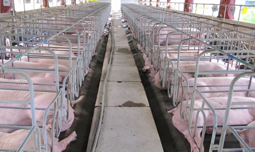 Giá lợn hơi có nơi đã giảm về mức 74.000 đồng/kg. Ảnh: Bộ NNPTNT