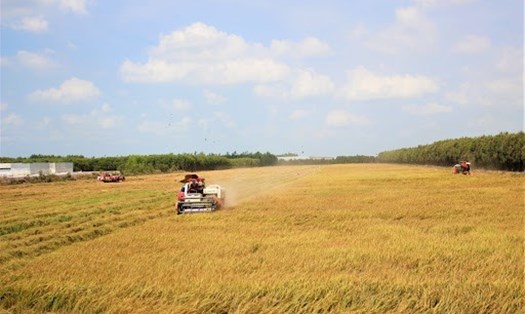 Giá gạo xuất khẩu cao giữ mức giá lúa tươi bán ra ổn định. Ảnh: TTXVN