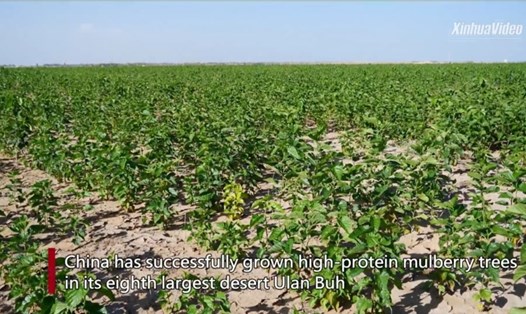 Trung Quốc trồng cây dâu tằm trên 1 triệu hecta sa mạc. Ảnh: Tân Hoa Xã