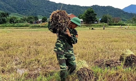 Các đồn biên phòng đóng quân trên tuyến biên giới Việt - Lào giúp người dân thu hoạch lúa bị gãy đỗ sau bão. Ảnh: Võ Tiến.