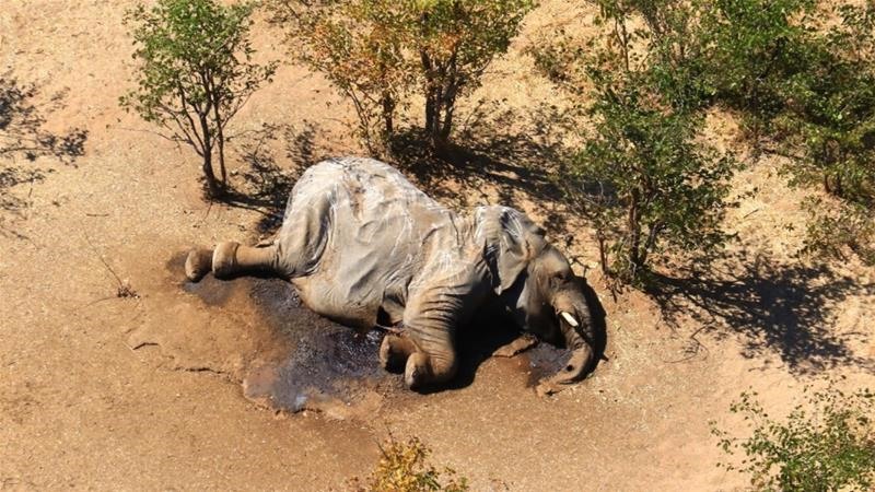 Botswana xác định được nguyên nhân hơn 300 con voi chết bí ẩn