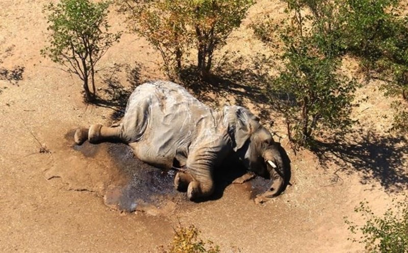 Botswana xác định được nguyên nhân hơn 300 con voi chết bí ẩn