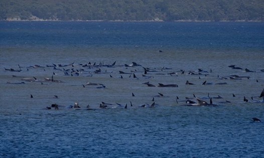 25 con cá voi chết cùng hơn 200 con cá voi hiện đang mắc cạn ở Australia. Ảnh: Twitter