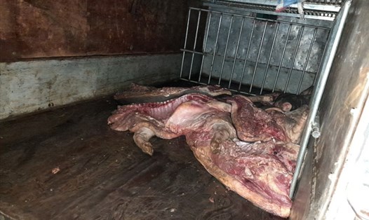 Toàn bộ trên 500kg thịt lợn trên xe đã bị phân hủy, bốc mùi hôi thối nhưng vẫn được ông Bốn vận chuyển để bán ra thị trường. Ảnh: QLTT