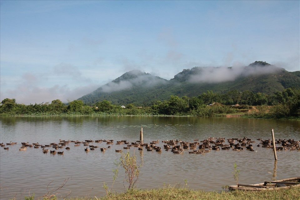 Mô hình chăn nuôi vịt trời của đôi vợ chồng trẻ Hà Tĩnh. ảnh: Trần Tuyên