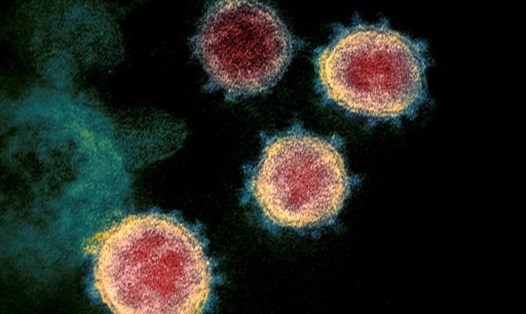New Zealand tim ra bệnh nhân F0 dịch COVID-19 sau 7 tháng xuất hiện virus ở quốc gia này. Ảnh: AFP