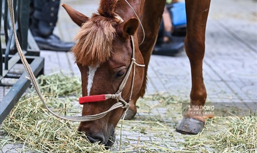 Tiêu chuẩn mức tiền ăn thường xuyên cho ngựa nghiệp vụ từ tháng 11.2020 đến 45.000 đồng/con/ngày. Ảnh: Sơn Tùng