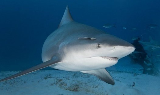Con cá mập bò mắt trắng được cho là thủ phạm trong vụ cá mập tấn công anh Andrew Charles Eddy ở quần đảo Florida Keys. Ảnh: BBC