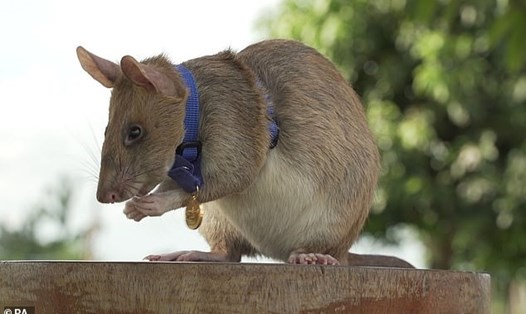 Magawa, con chuột dò mìn ở Campuchia đã nhận được huy chương danh giá trong thế giới động vật. Ảnh: PA.