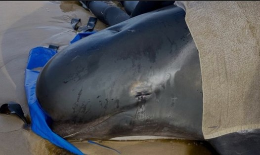 Nhân viên cứu hộ tìm cách giữ ẩm cho cá voi bị mắc cạn. Ảnh: Reuters