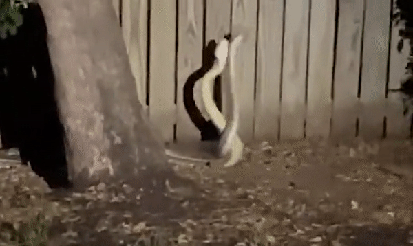 Hai con trăn đực đánh nhau giành con cái. Ảnh: Daily Mail