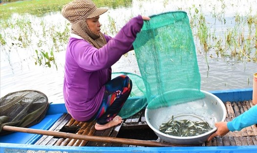 Tại kênh Ruột (kênh 13 thuộc xã Phú Hội, huyện An Phú, tỉnh An Giang), nước lũ thấp, khan hiếm nguồn thủy sản. Ngư dân thu hoạch mỗi ngày chỉ từ 4-6kg cá/ngày. Ảnh: Thành Nhân