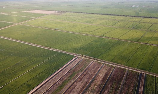 Giá gạo xuất khẩu của Việt Nam tăng cao nhờ chất lượng thay đổi từ mô hình cánh đồng mẫu lớn. Ảnh: Trung An