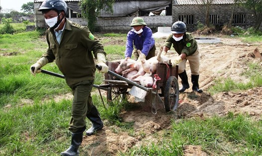 Lực lượng chức năng tiêu hủy lợn chết do dịch tả lợn Châu Phi. Ảnh: NT