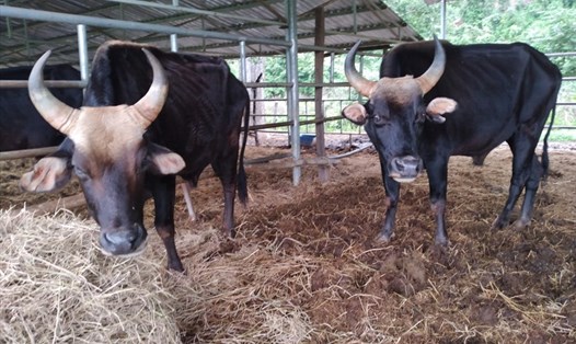 Những con bò tót trơ xương ở Ninh Thuận. Ảnh: Hoài Linh