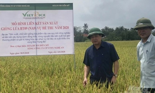 Nói 90% người Việt ăn gạo “bẩn” là vô căn cứ, từ 5-7 năm nay mô hình lúa VietGap, lúa hữu cơ đang đi vào cuộc sống. Ảnh: Giang Nguyễn