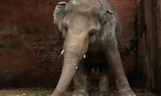 Kavaan được xem là con voi cô độc nhất thế giới. Ảnh: Reuters