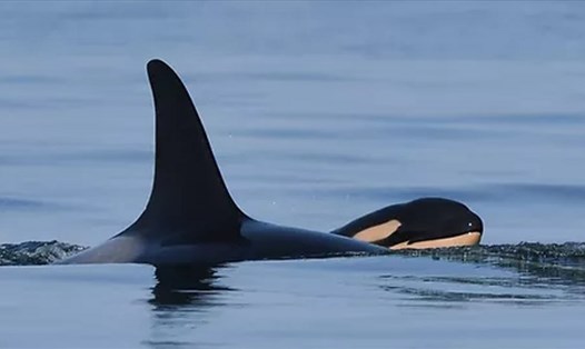 Tahlequah, cá voi sát thủ từng ôm xác con 17 ngày trên biển, đã sinh đứa con mới vào hôm 4.9. Ảnh: Sky News