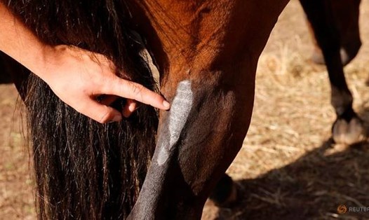 Chủ ngựa Remy Marechal cho thấy chân của Balaclava - tên con ngựa - bị thương ở trang trại tại Preux-au-Bois, Pháp hôm 7.9. Ảnh: Reuters.