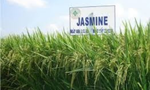 Jasmine 8 là 1 trong 9 giống lúa thơm được trồng để xuất khẩu sang EU theo hạn ngạch thuế quan. (Ảnh minh họa)