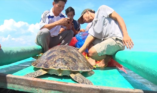Thả rùa biển quý hiếm về biển ở huyện An Minh (Kiên Giang). Ảnh: PV