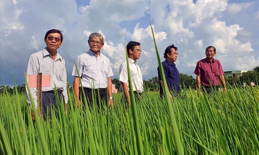 Ông Hồ Quang Cua (bìa ngoài áo sậm) tại trang trại sản xuất lúa giống huyện Mỹ Xuyên, tỉnh Sóc Trăng (ảnh Nhật Hồ)