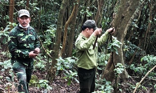 Đà Nẵng tăng cường bảo vệ rừng, động vật hoang dã trước Tết Tân Sửu. Ảnh: Hạt Kiểm lâm