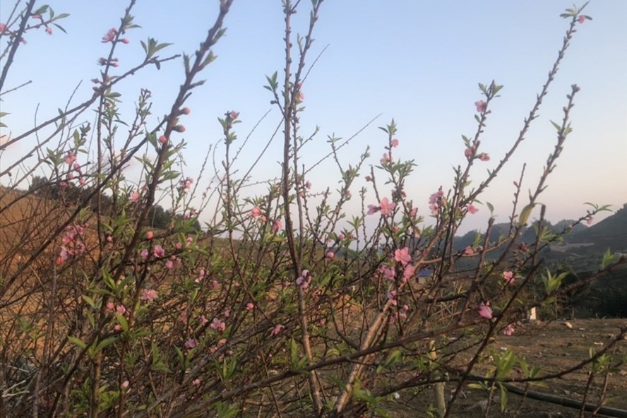 Tỉnh Sơn La  đề nghị cho phép truy xuất nguồn gốc cho cây đào. Ảnh: Minh Nguyễn.