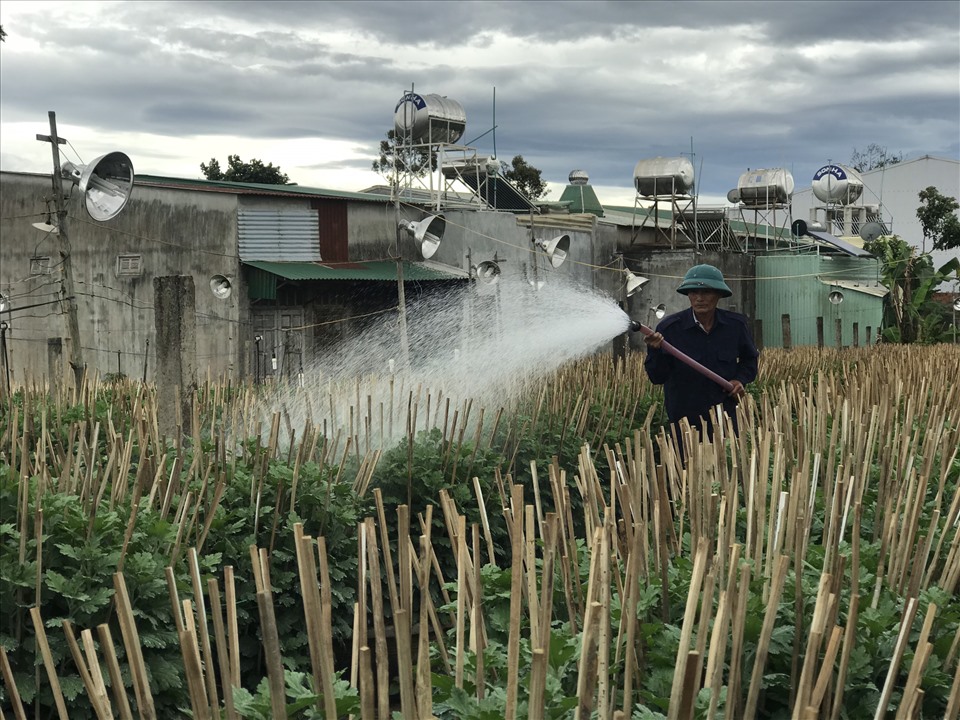 Người nông dân phố núi Pleiku, Gia Lai phun tưới nước chăm sóc cho vườn hoa cúc dịp gần Tết. Ảnh TTuấn