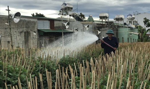 Người nông dân phố núi Pleiku, Gia Lai phun tưới nước chăm sóc cho vườn hoa cúc dịp gần Tết. Ảnh TTuấn
