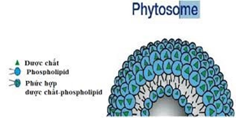 Phytosome có phải là sản phẩm từ thảo dược không?

