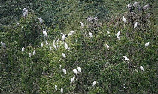 Khu hệ chim Việt Nam phong phú và đa dạng với tổng số 916 loài. Ảnh: PV