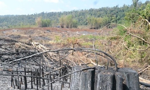Một vụ phá rừng lấy đất sản xuất ở xã Quảng Sơn. Ảnh: Bảo Lâm