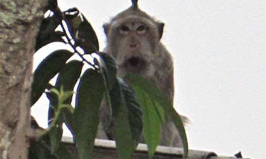 Đàn khỉ xâm nhập vào khu dân cư tại phường Thạnh Xuân, Quận 12, TPHCM. Ảnh: Phúc Tú.