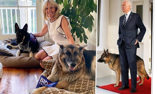 Hai chú chó cưng của gia đình Tổng thống đắc cử Joe Biden. Ảnh: AFP