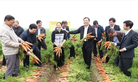 Bộ NNPTNT khảo sát khu chuyên canh trồng cà rốt. Ảnh: Giang Nguyễn