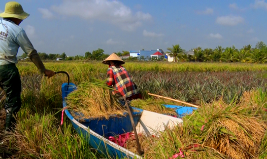 Thu hoạch lúa bệ của nông dân xã Vĩnh Phước A, huyện Gò Quao (Kiên Giang). Ảnh: PV