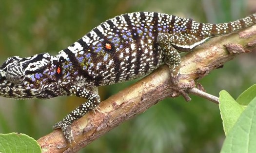 Tắc kè hoa Voeltzkow (Furcifer voeltzkowi) là một trong những loài động vật tưởng tuyệt chủng nhưng đã được phát hiện vào năm 2020. Ảnh: Sputnik