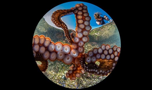 Nhờ cú bấm máy của bạch tuộc, bức ảnh xuất sắc thắng giải đặc biệt chung cuộc và giải nhất trong hạng mục ảnh góc rộng tại Cuộc thi "Ocean Art Contest 2020".