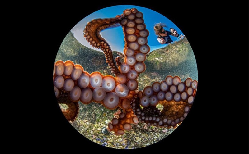 Nhờ cú bấm máy của bạch tuộc, bức ảnh xuất sắc thắng giải đặc biệt chung cuộc và giải nhất trong hạng mục ảnh góc rộng tại Cuộc thi "Ocean Art Contest 2020".