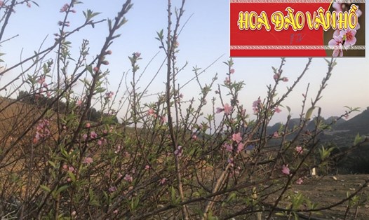 Huyện Vân Hồ, tỉnh Sơn La đã phát hành tem cho cây đào trồng. Ảnh: Vân Tiến.
