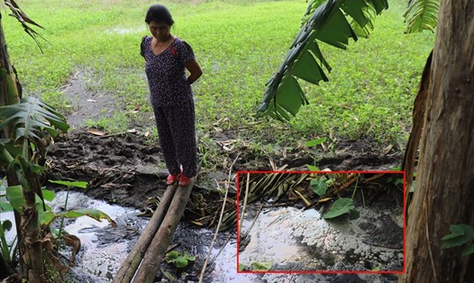 Nhiều diện tích ruộng của gia đình bà Phượng bị bỏ hoang do nguồn nước từ trại heo gây ô nhiễm. Ảnh: Hữu Long