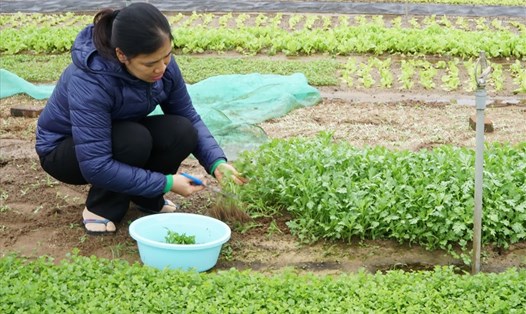 Nông dân làng rau Trà Quê đang tích cực thu hoạch bán rau sạch ra thị trường.