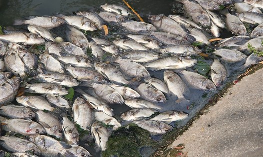 Cá chết nổi trắng trên kênh ở Thủ Dầu Một, Bình Dương. Ảnh: Đình Trọng