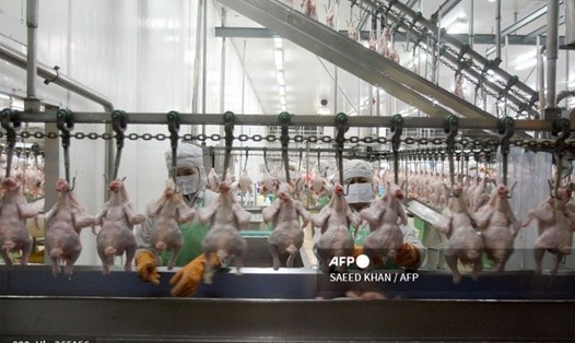 Nhà máy chế biến thịt gà thuộc sở hữu của tập đoàn Charoen Pokphand Thái Lan tại Cáp Nhĩ Tân, Trung Quốc vừa phát hiện cụm dịch COVID-19 trong số các công nhân. Ảnh: AFP
