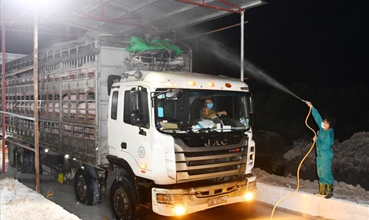 Nhập khẩu lợn chính ngạch từ Thái Lan phải qua kiểm dịch nghiêm ngặt, phun hóa chất tẩy trùng và kiểm tra tình trạng dịch bệnh trên lợn. Ảnh: Giang Nguyễn